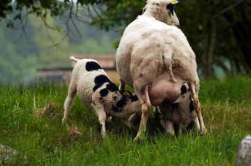 Image showing suckling twins