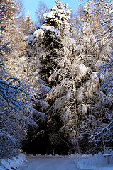 Image showing winter forest