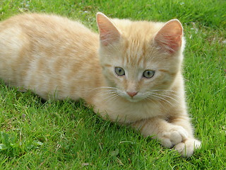 Image showing Cat