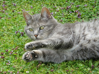 Image showing Cat