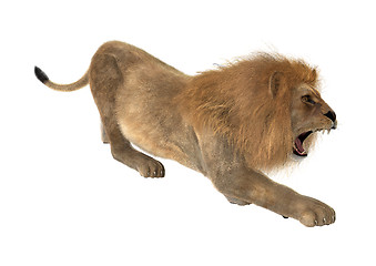Image showing Male Lion