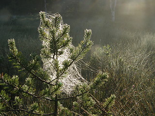 Image showing spiderweb in pine