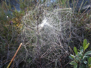 Image showing spiders web