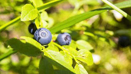 Image showing Natural huckleberries in wild forest