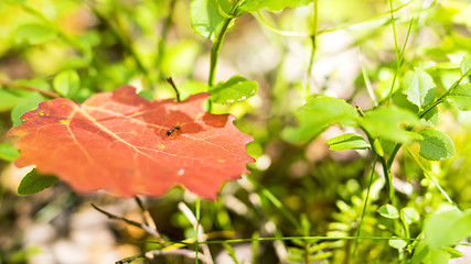 Image showing Tiny red ant on leaf in forest