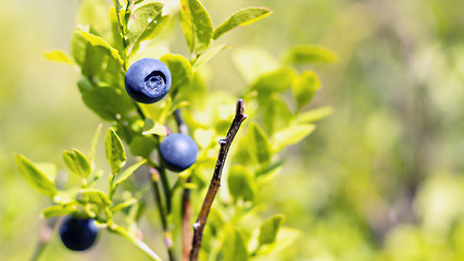 Image showing Wild huckleberries in forest