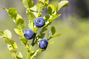 Image showing Natural wild huckleberries branch in forest