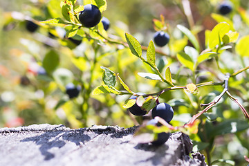 Image showing Natural huckleberries bush