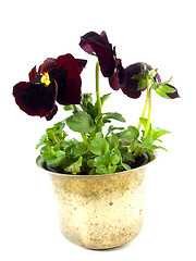 Image showing pansy