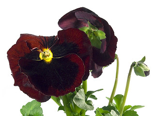 Image showing pansy