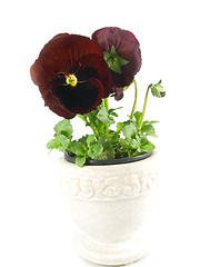 Image showing pansy