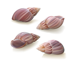 Image showing Seashells