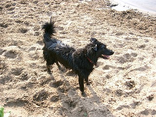 Image showing wet dog on sand beach