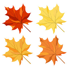 Image showing Maple leaves set