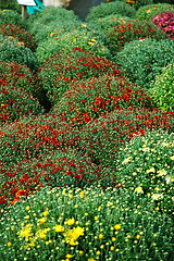 Image showing Fall Mums