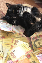 Image showing cat lying on the carpet with Ukrainian money