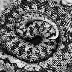 Image showing artistic view of Vipera berus pattern