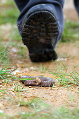 Image showing tourist risking to get bitten by adder