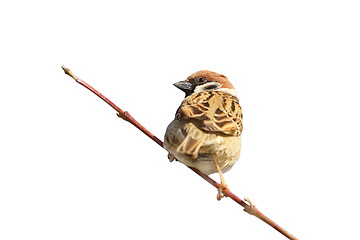 Image showing house sparrow on twig over white