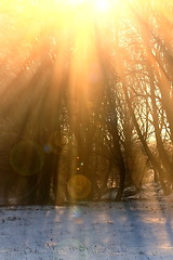 Image showing orange sun rays over the trees