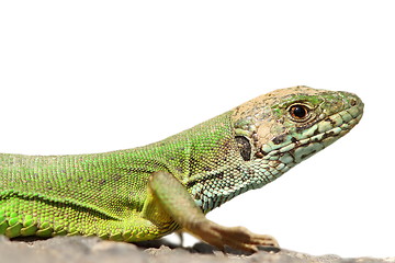 Image showing isolated green lizard