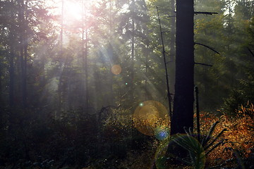 Image showing beautiful light in mountain forest