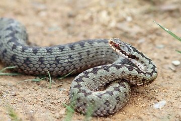 Image showing female common adder ready to strike