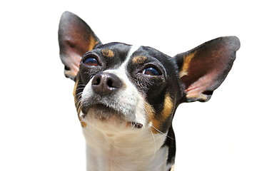 Image showing isolated portrait of a chihuahua dog