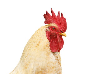 Image showing isolated portrait of white rooster
