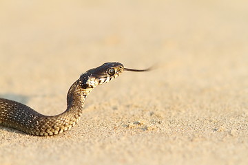 Image showing juvenile grass snake on sand