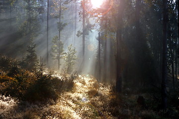 Image showing spruce forest at sunrise