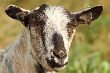 Image showing portrait of striped goat