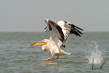 Image showing great pelican taking off from the water