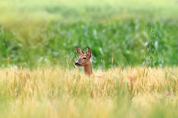 Image showing roe deer doe in wheat field