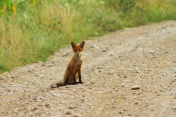 Image showing young fox on rural road