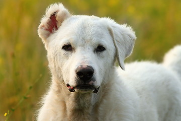 Image showing white romanian shepherd  dog