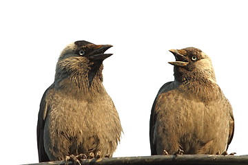 Image showing isolated jackdaws at a chat