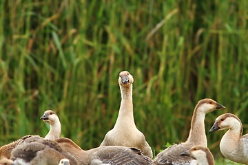 Image showing flock of domestic geese