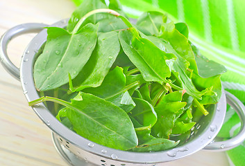 Image showing sorrel