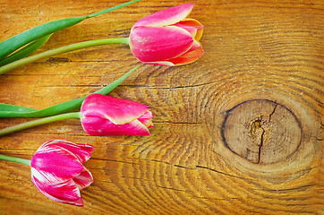 Image showing Tulips