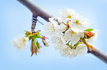 Image showing spring flowers