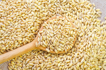 Image showing wheat