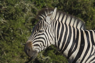 Image showing Zebra Crossing