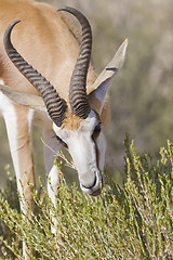 Image showing springbok feeding time