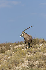 Image showing Gemsbok Ridge