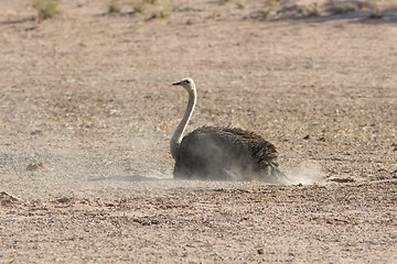 Image showing Kalahari Dust Bath