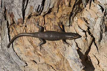 Image showing Sunning Lizard