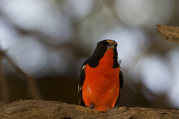 Image showing Crimson Breasted Shrike