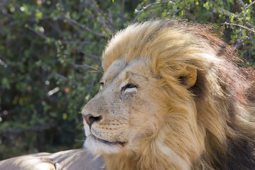 Image showing Lion