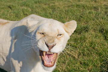 Image showing Angry Lioness